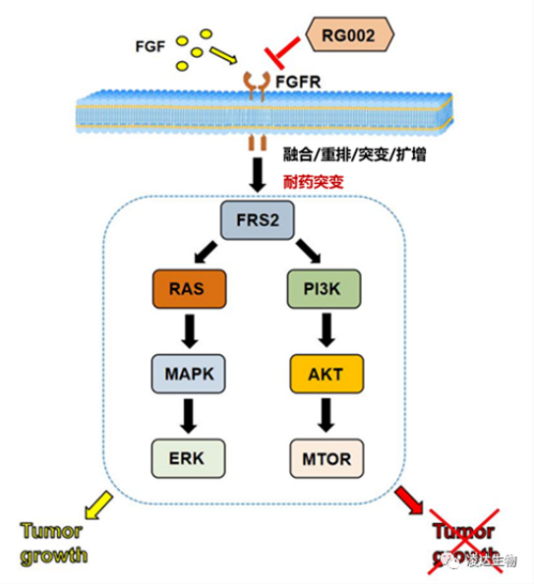 pg电子官网助力 丨 凌达生物泛FGFR1-4 不可逆抑制剂RG002片获批临床