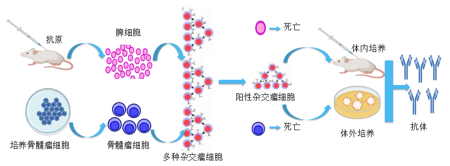 pg电子官网抗体开发平台.png