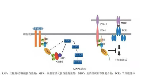 pg电子官网助力凌达生物SHP2变构抑制剂RG001片获批临床.jpg