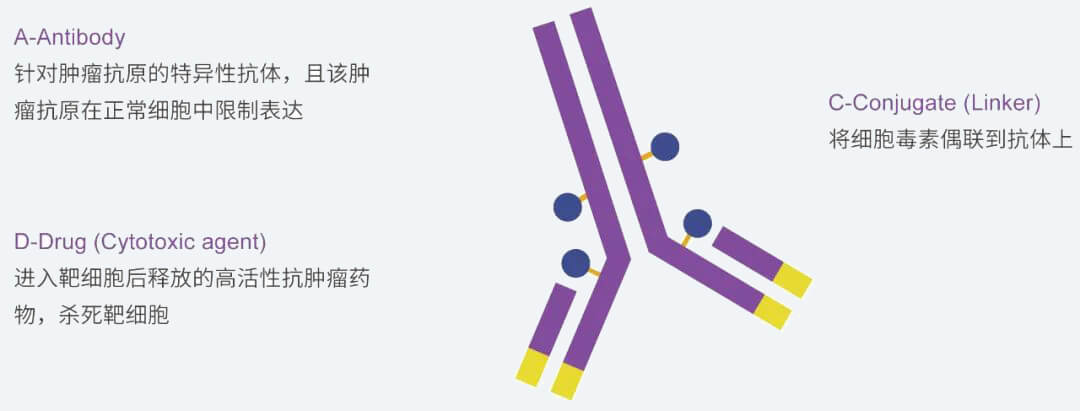 pg电子官网抗体药物偶联物（ADC）研发服务平台.jpg