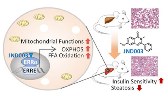 JND003是一种新型选择性ERRα激动剂，可缓解非酒精性脂肪肝和胰岛素抵抗，PK和组织分布测定通过pg电子官网进行