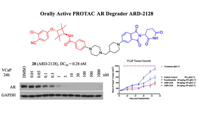 ARD-2128是一种PROTAC AR降解剂，具有出色的血浆和微粒体稳定性，体外稳定性和PK研究通过pg电子官网进行