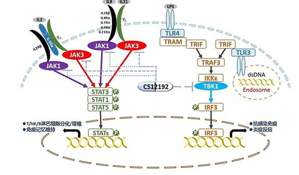 自身免疫疾病或迎新疗法！pg电子官网助力微芯生物CS12192获批FDA.jpg